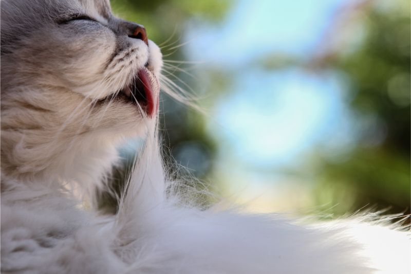 What Are Hairballs, Exactly, and Are They Really Normal?