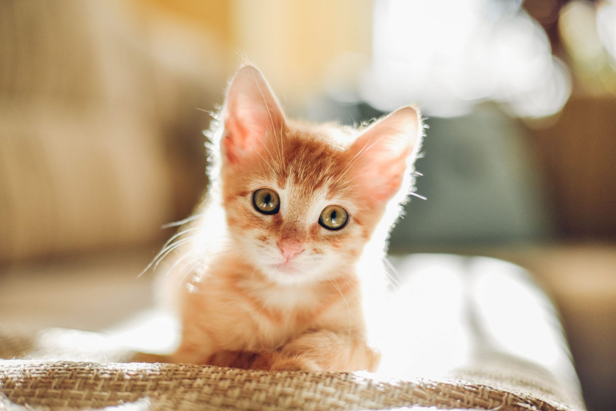 Five Common Cat Conditions You Should Know About