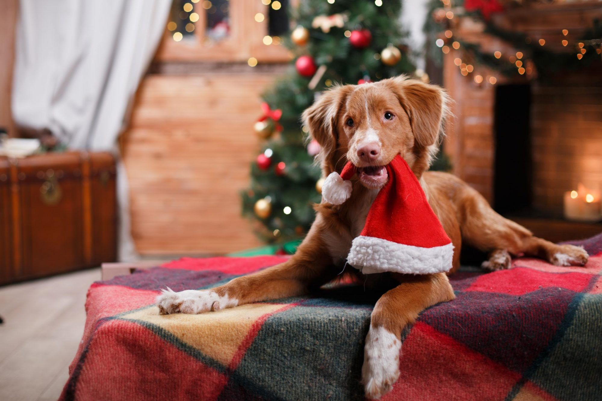 How to Give Your Pet a Safe and Stress-Free Christmas Holiday