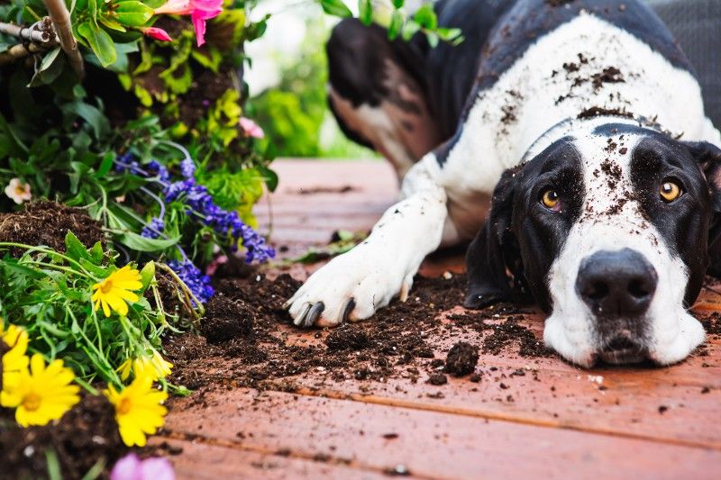 Pet Poisoning Prevention: What Every Pet Owner Needs To Know