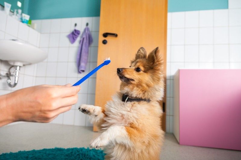 The Bad Breath Connection: Periodontal Disease in Pets