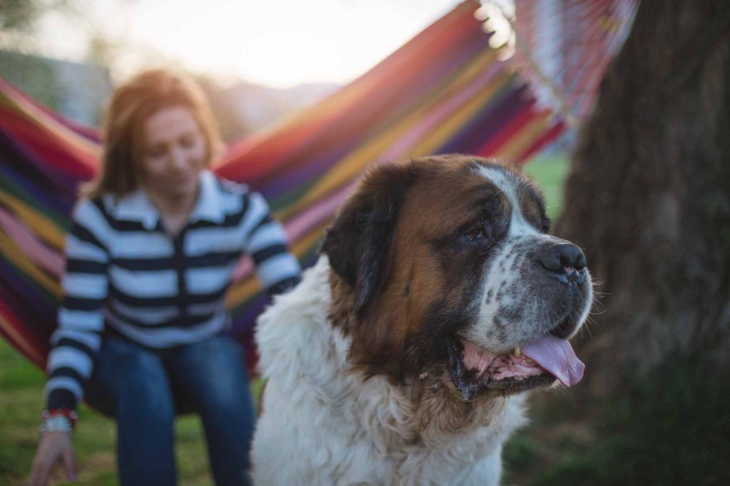 Summer Pet Safety: What’s Good, Better, and Best
