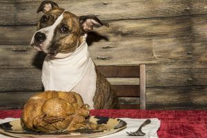 Pancreatitis in Pets: A Thanksgiving Threat