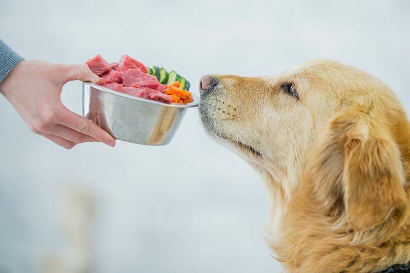 Now What are You Eating?: The 411 on Pet Nutrition Trends