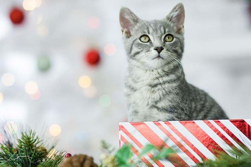 Unleashing the Best Gifts for Pets (And Their Owners)