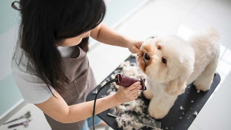 The Important Link Between Grooming and Pet Health﻿