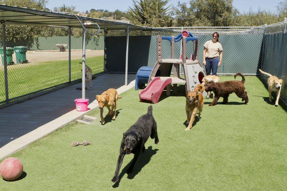 Happy Tails: Why Pet Daycare is a Game-Changer for Busy Pet Parents