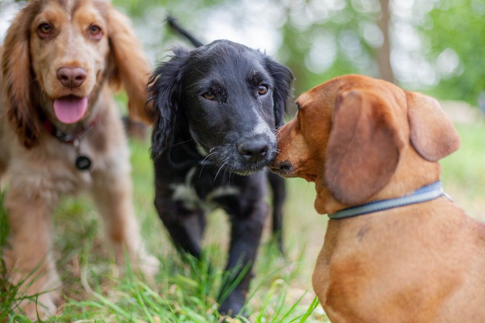 Canine Playdates: The Importance of Dog Daycare Socialization
