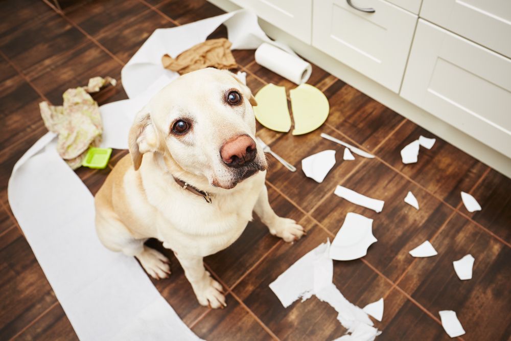 Pet Behavior Problems: Causes, Solutions, and When to Seek Professional Help