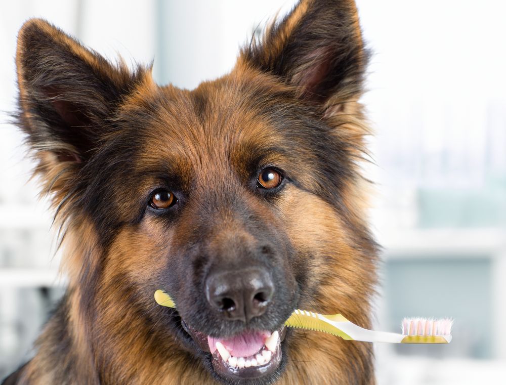 Pet Dental Health: Tips for Maintaining a Healthy Smile