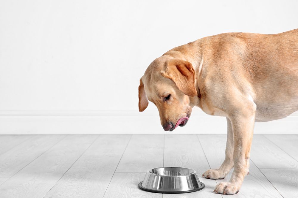 How to Choose the Right Pet Food for Your Furry Friend