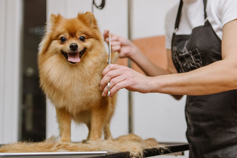 How to Properly Groom Your Pet at Home, and When They Should See a Professional