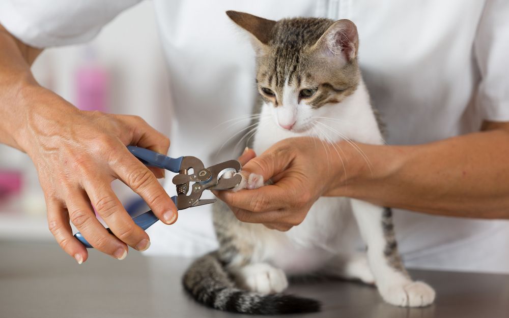 6 Essential Ways Pet Grooming Keeps Your Pets Healthy