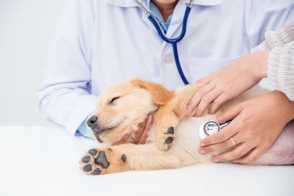 Preparing Your Dog for Their First Veterinary Exam