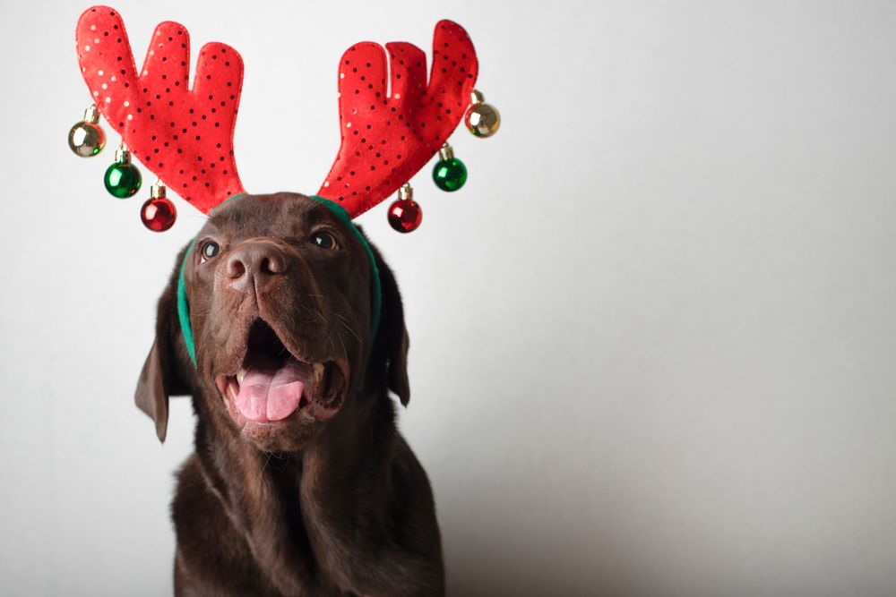 How to Prepare Pets for Boarding During the Holiday Season
