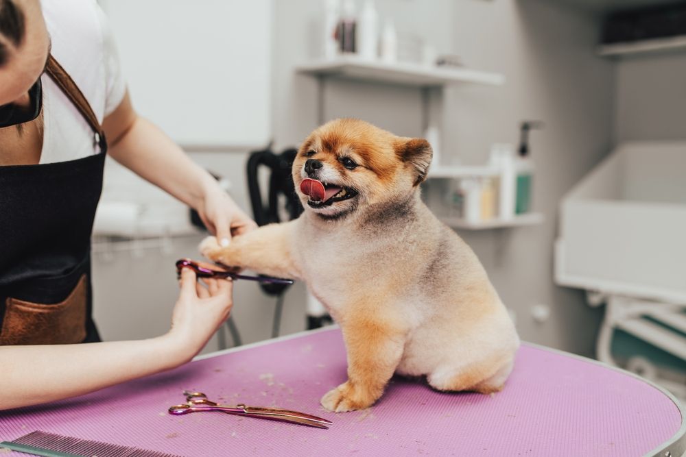 The Benefits of Professional Pet Grooming: How Often Should Your Pet Come In?