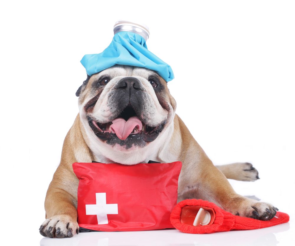 Warning Signs Your Pet May Need an Emergency Exam