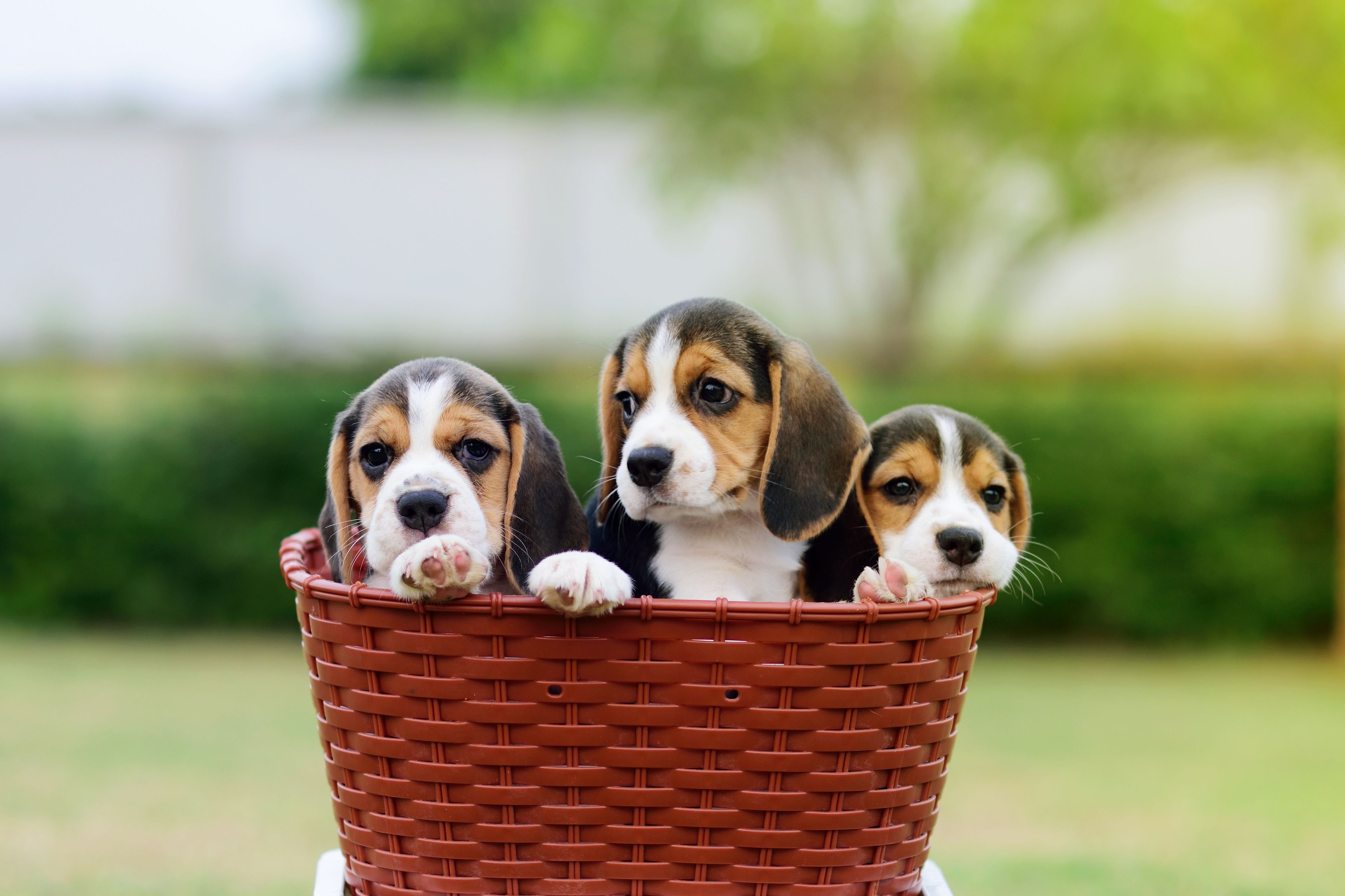 puppies