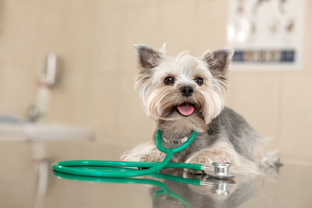 chronic disease management for pets