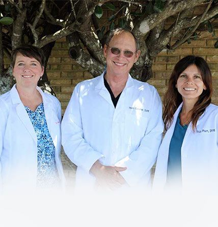 team of veterinarians