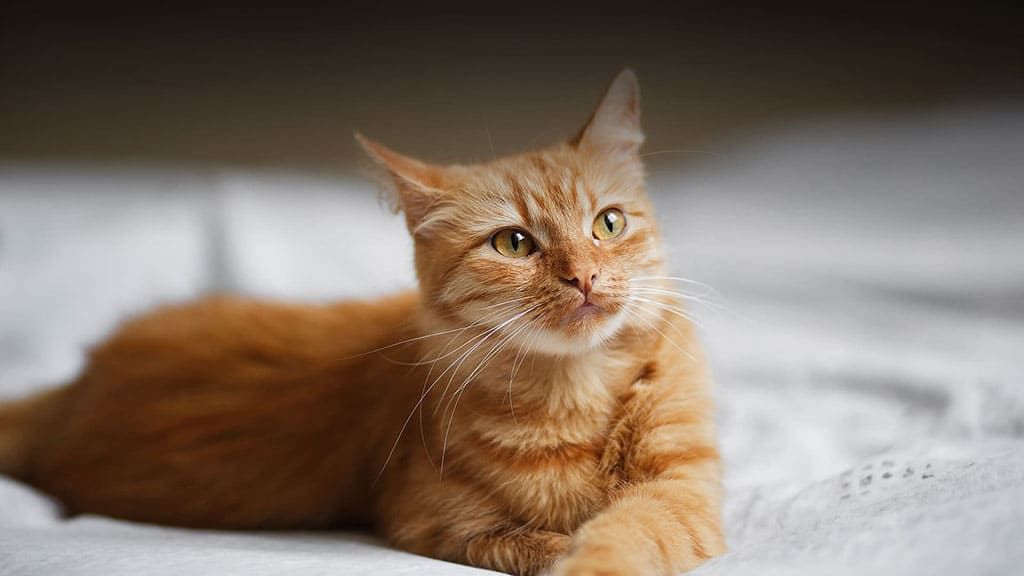 Veterinarians in Scottsdale AZ | Cochise Animal Hospital Veterinarians in Scottsdale AZ | Cochise Animal Hospital