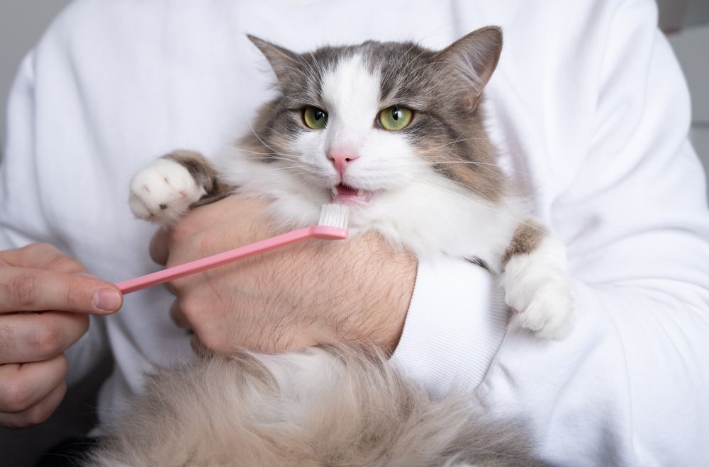 Common Dental Problems in Pets and How to Prevent Them