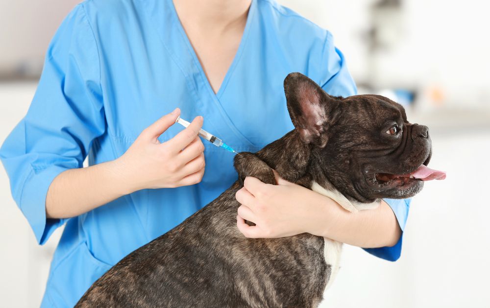 The Importance of Keeping Your Pet Up-to-date on Vaccinations