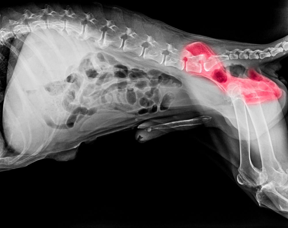 Common Orthopedic Conditions in Pets: Signs, Treatment, and Prevention
