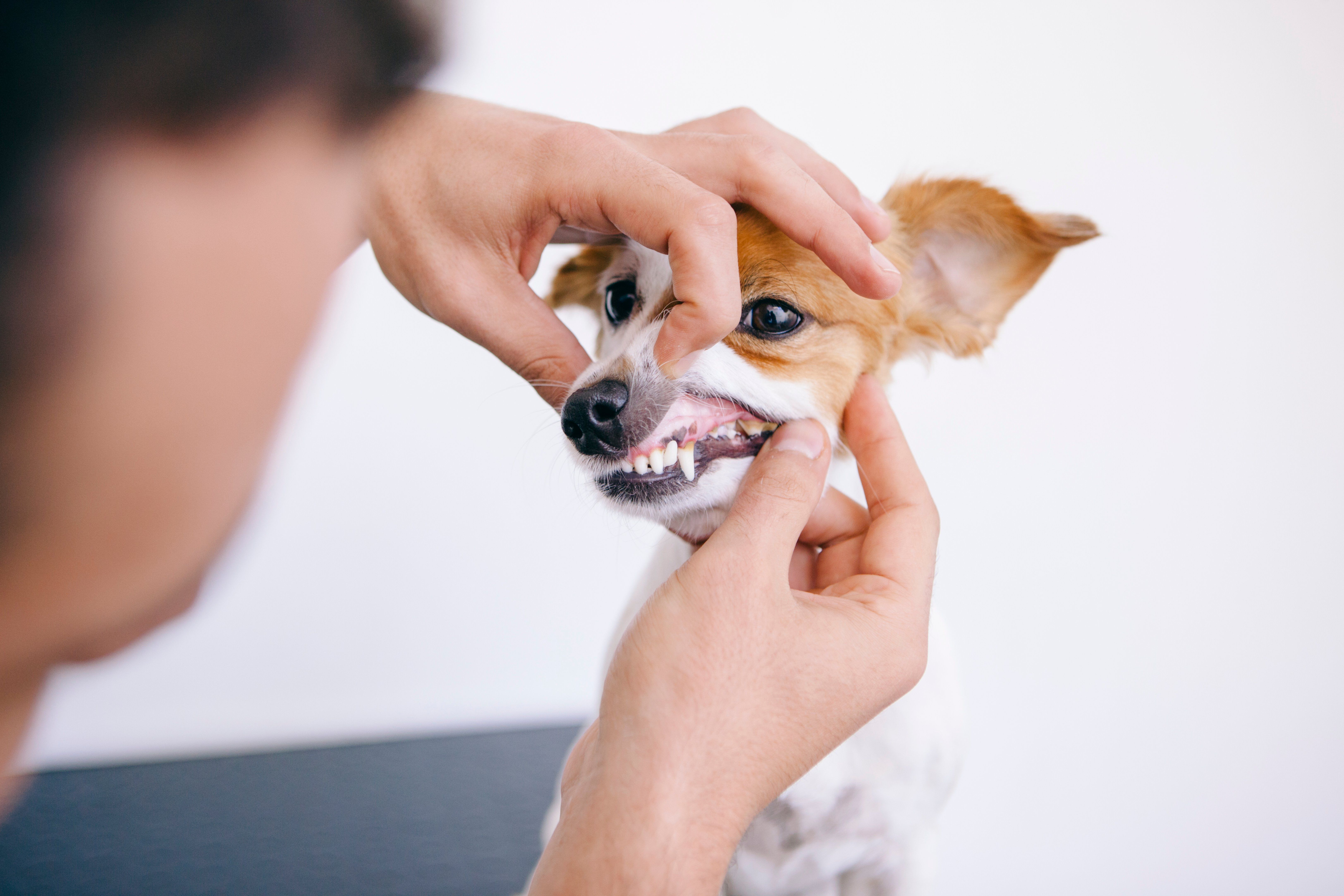Why Are Dental Cleanings Important for Dogs?