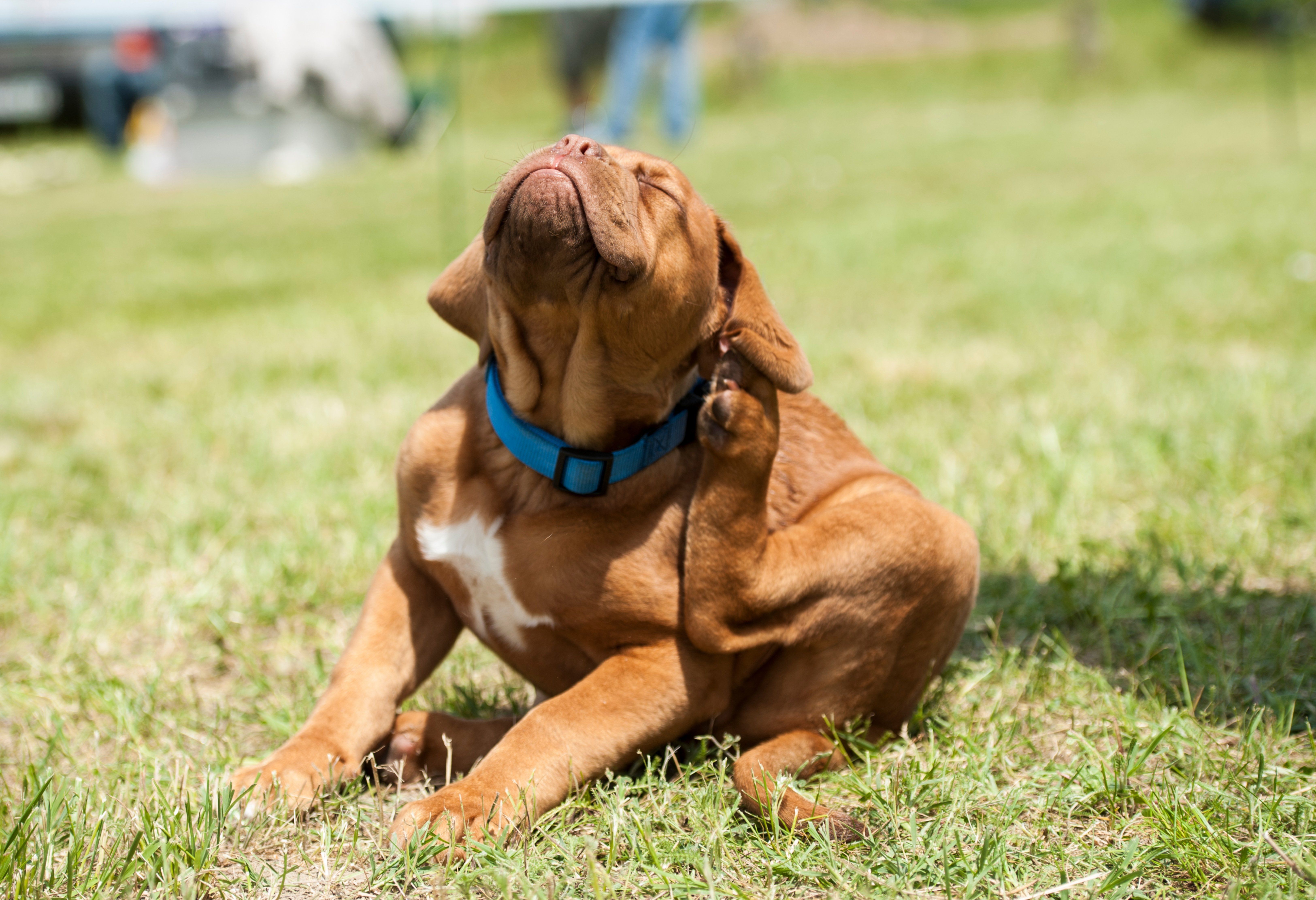 How to Detect Fleas on Your Dog