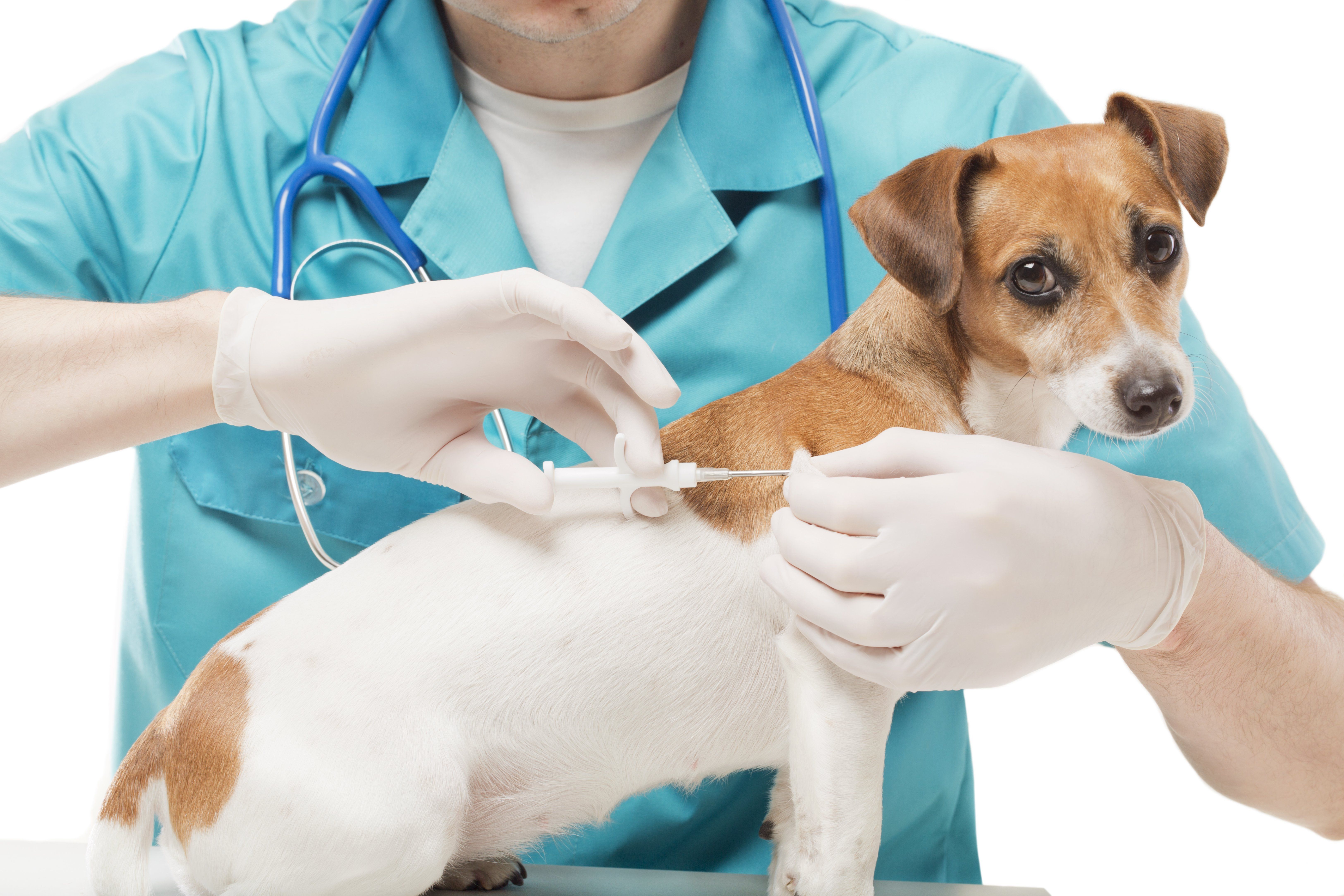 8 Things About Microchipping You May Not Have Known