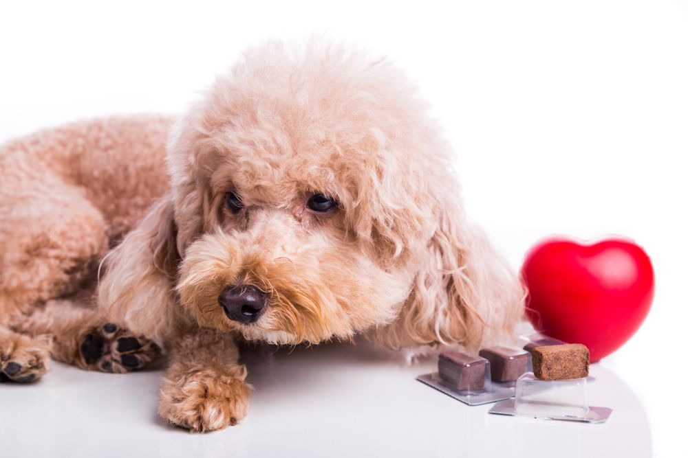 Heartworm Prevention: Protecting Your Furry Friends All Year Round
