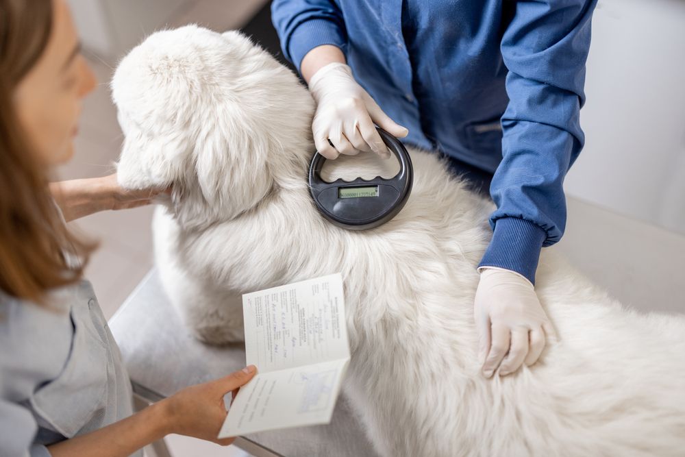 Why Microchipping is an Essential Part of Pet Care in The Woodlands, TX