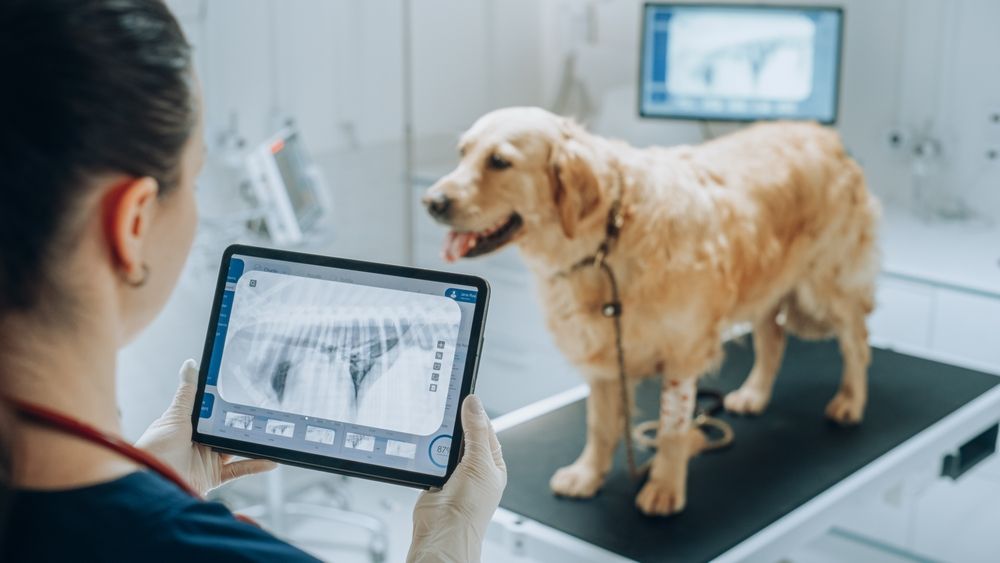 Advanced Diagnostic Imaging in Veterinary Medicine: X-rays, Ultrasound, Echocardiograms and Beyond