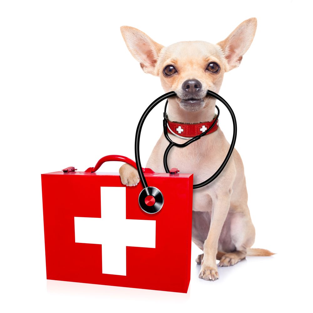 Emergency First Aid for Pets: Essential Skills Every Dog and Cat Owner Should Know