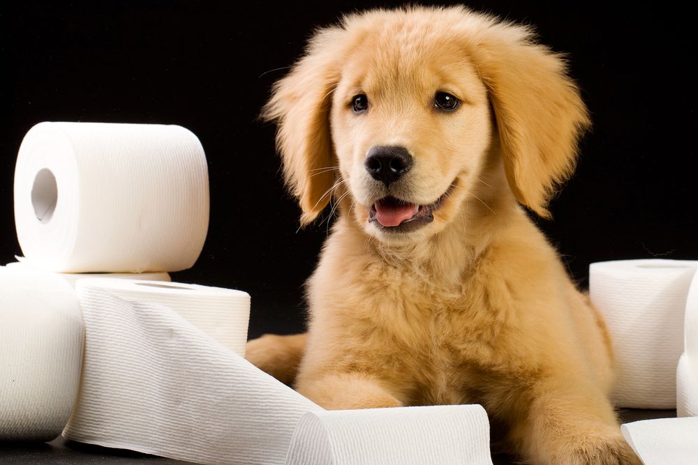 Understanding the Causes of Bloody Diarrhea in Pets: A The Woodlands Vet's Guide