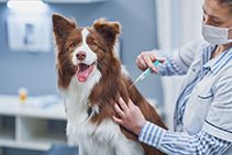 What Vaccines Does My Dog Need?