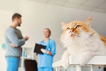 How Often Do Pets Need Wellness Exams?