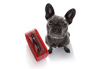 Top Tips for Preparing Your Dog for Boarding