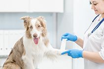 Most Common Pet Emergencies and How to Respond