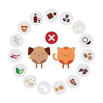 Common Food and Household Item Toxicity for Cats and Dogs 