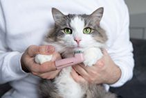 Dog & Cat Dental Care