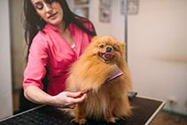 The Benefits of Regular Pet Grooming in The Woodlands, TX