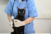 Recognizing Signs of Illness in Cats: A Guide for Cat Owners in The Woodlands, TX