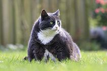 Pet Obesity: Causes, Consequences, and Prevention