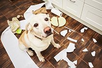 What to Do If My Pet Has a Behavioral Problem