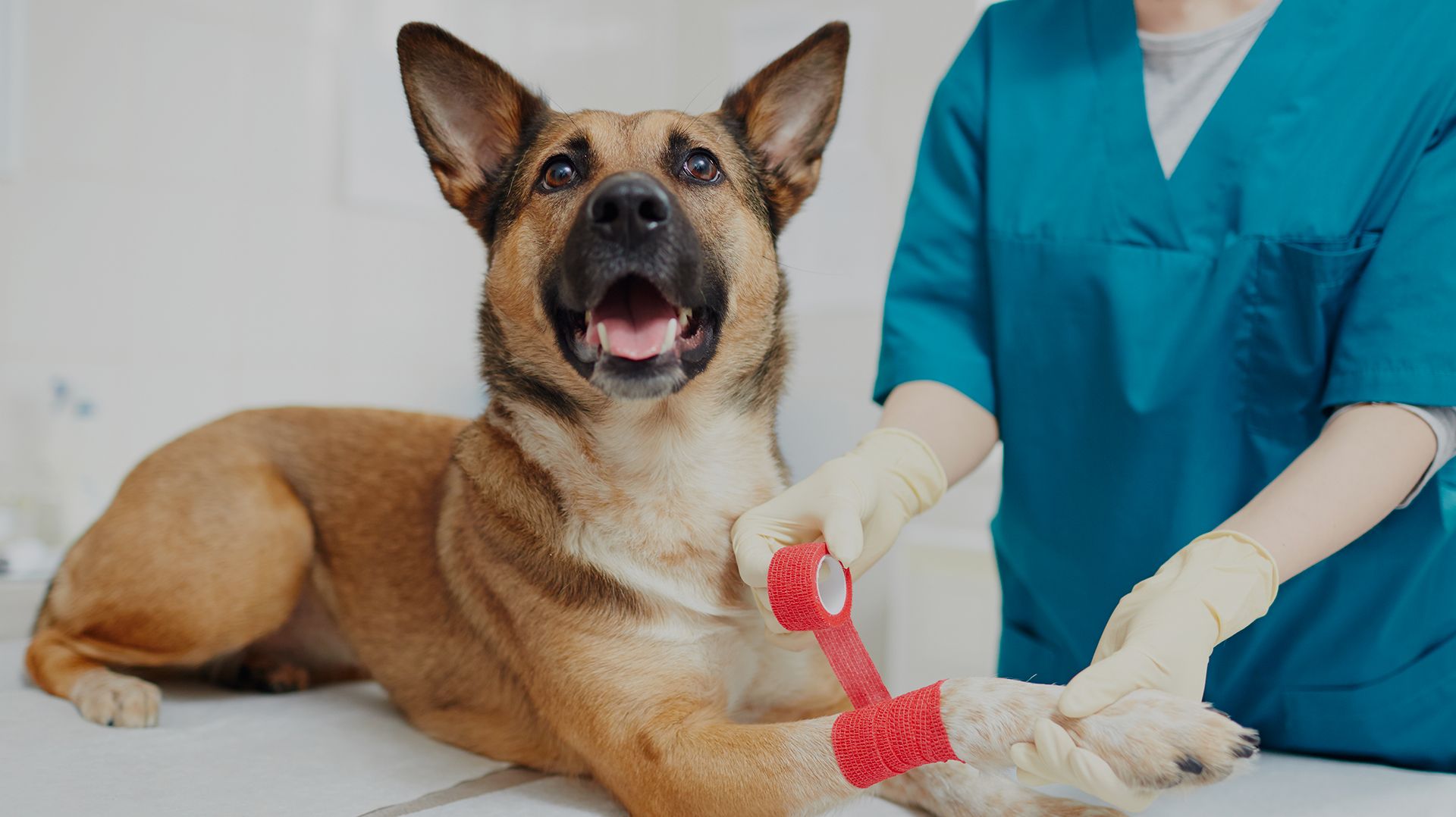 Emergency Vet in The Woodlands, TX True Animal Vet