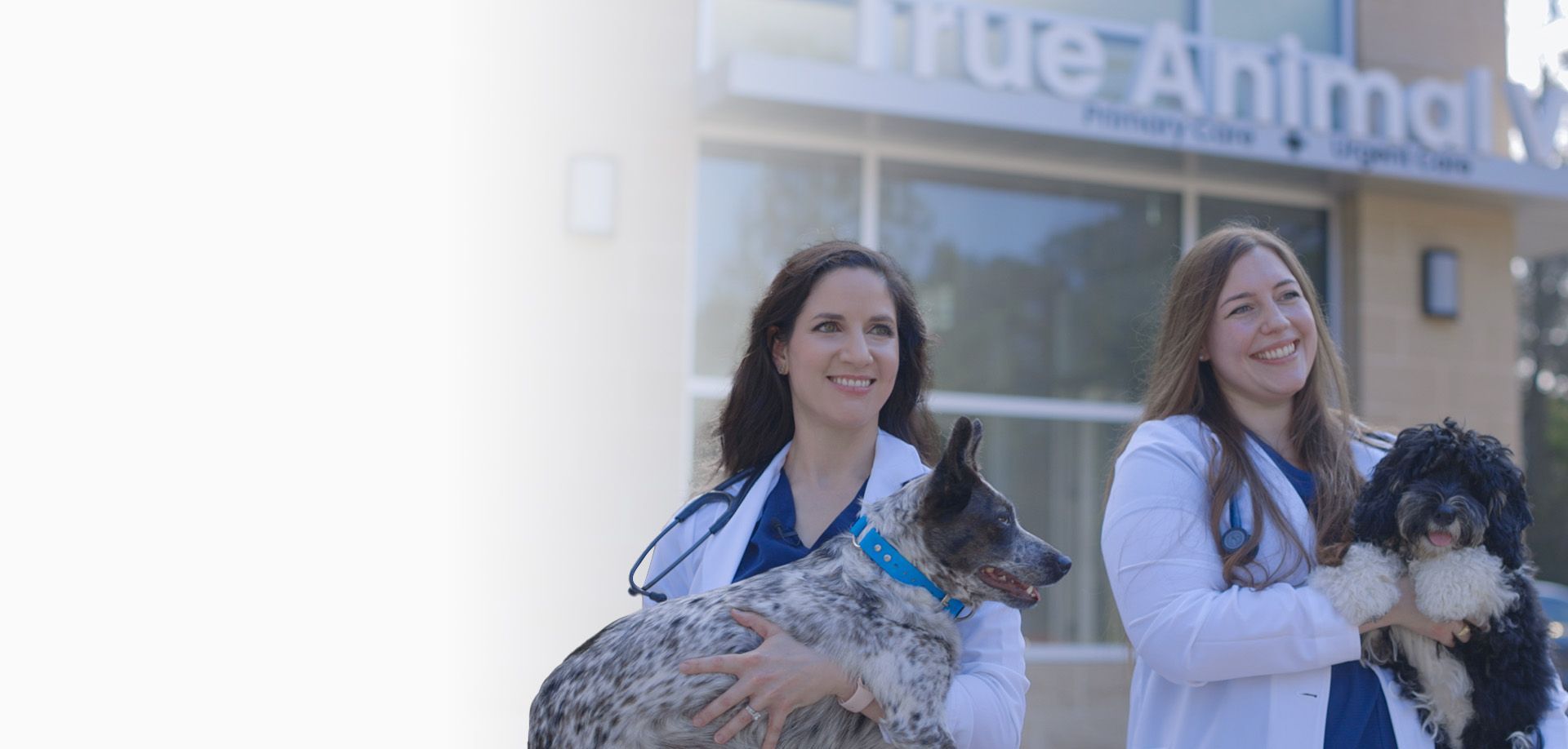 dog veterinarian care