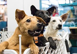 Boarding dogs