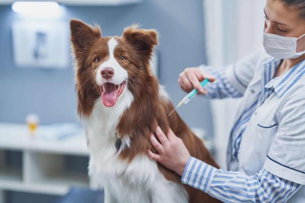 Common Diseases for Unvaccinated Puppies & Dogs